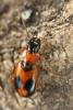 Badister sp.